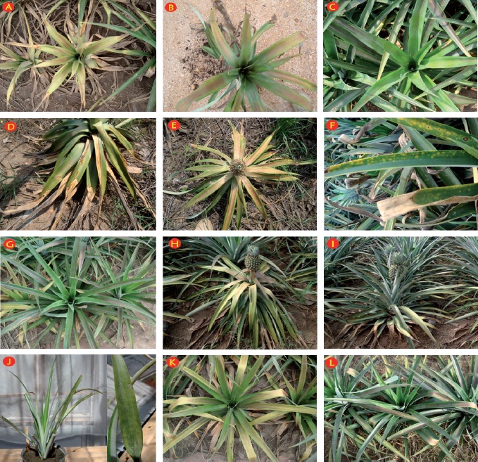Detección de Pineapple mealybug wilt-associated virus 1 y 3 en México