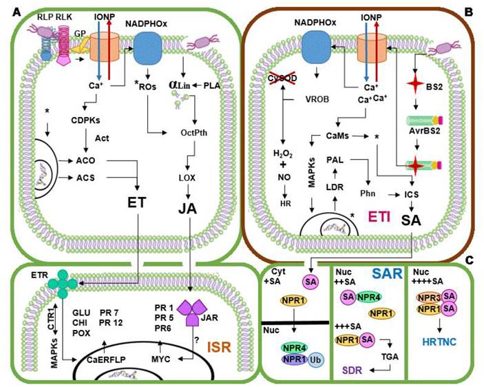 
						Induction of systemic resistance, effector triggered immunity
								and systemic aquired resistance in Capsicum plants.
								(A) Induction of systemic resistance (ISR); (B) effector triggered
								immunity (ETI); (C) systemic acquired resistance (SAR) (Lee
									et al., 2004; Lee y Hawng, 2005; Conrath, 2009;
								Yi etal., 2010; Sanzón-Gómez y Zavaleta-Mejía,
								2011; Bertoni, 2012; Gururani et al., 2012; Sudisha
									et al., 2012; Veloso et al.,
								2014; Vidhyasekaran, 2014). αLin α-Linoleic acid; Act. Activates to;
								ACS ACC Syntase; ACO ACC Oxidase; AvrBS2 R Protein product of
								resistance genes; BS2 Avirulence protein (Effector); CaERLFP
								Transcription factors activated by ET signal; CaMs Calmodulines;
								CDPKs Calcium dependent kinases; CHI PR3-Chitinases; CTR1 Raf kinase
								considered as MAP-K; CySOD Superoxide dismustase in the cytosol; Cyt
								Cytoplasm; ET Ethylene; ETI Effector Triggered Immunity; ETR
								Ethylene receptors; GLU PR2-Glucanases; GP G Proteins G; HR
								Hypersensitive Response; HRTNC HR triggered in neighbor cells; ICS
								Isocorismato Sintasa; IONP Ion Pumps; ISR Induce Systemic
								Resistance; JAR Jasmonic acid receptors; JA Jasmonic acid; LDR Local
								Defense Responses; LOX Lipoxigenase; RLK Receptor-Like Kinases; RLP
								Receptor-Like protein; MAPKs Mitogen activated protein kinases; MYC
								Transcription factors activated by JA signal; NADPHOx NADPH oxidase
								enzyme; NO Nitric oxide; NPR1, 3, 4 High affinity to SA receptors;
								Nuc Nucleus; OctPth Octadecanoid pathway; PAL Phenilalanine ammonia
								lyase; PLA Phospholipase A; Phn Phenol synthesis; PR1 Protein
								related to pathogenesis from Group 1; PR5 Thaumatin; PR6 Proteases
								inhibitor; PR7 Endoproteinases; PR12 Defensins; POX PR9-Peroxidases;
								ROs Reactive Oxygen species; SA Salicylic Acid (if + appear as
								suffix accompanying a sign denotes the increase in the concentration
								of this compound, a greater number of + denotes a greater increase);
								SAR Systemic Acquired Resistance; SDR Systemic Defense Responses; Ub
								Marked by ubiquitination; VROB Violent ROs Burst; TGA Transcription
								factors activated by NPR signal; * Goes to, ? Signaling pathway
								under investigation.
					