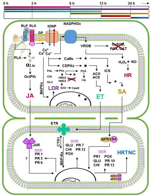 
						Proposal of the molecular dialogue that takes place in the
								specific resistance of Capsicum to
									Phytophthora capsici. In the upper part of the
								figure appears a line that marks the times in which the events
								related to specific resistance from Capsicum to
									P. capsici are estimated to occur. The first
								line corresponds to the JA signaling pathway. The second correspond
								to local defense responses activated in each infection point, which
								occurs in similarly to the MTI/PTI process. Third line correspond to
								the ET signaling pathway. Fourth line indicates the SA signaling
								pathway. The fifth line corresponds to the activation of local HR
								induced by ROs in resistant genotypes, while the sixth indicates the
								activation of HR in neighbor cells induced by the constant increase
								of SA concentration. Based on the critical analysis of the state of
								the art of the pathosystem in question, this proposal suggests that
								the specific resistance of Capsicum to P.
									capsici is the result of the summation of a series of
								coordinated events, in which the main actors are the plant growth
								regulators involved in the signaling pathways (Egea et
									al., 1996; Kim y Hwang, 2000; Jung et
									al., 2005; Lee y Hawng, 2005; Bent y Makey, 2007;
								Conrath, 2009; Ozgonen et al., 2009; Ueeda
									et al., 2006; Yi et al., 2010;
								Glowacki et al., 2011; Jingyuan et
									al., 2011; López-Martínez et al.,
								2011; Sanzón-Gómez y Zavaleta-Mejía, 2011; Bertoni, 2012; Gururani
									et al., 2012; Sudisha et al.,
								2012; Castro-Rocha et al., 2012; Muthamilarasan y
								Pasard, 2013; Veloso et al., 2014; Villar-Luna
									et al., 2015; Vidhyasekaran, 2014; Villar-Luna
									et al., 2009, 2017). αLin Linoleic acid; ACS
								ACC Syntase; ACO ACC Oxidase; CaMs Calmodulines; CDPKs Calcium
								dependent kinases; CHI PR3-Chitinases; CTR1 Raf kinase considered as
								a MAP-K; Cpsdl Capsidiol synthesis; CySOD Superoxide dismustase in
								the capsidiol; EAS 5-epi-aristolochene synthase; ET Ethylene; ETR
								Ethylene receptors; GLU PR2-Glucanases; GP G proteins ; HMG 1, 2, 3
								family of genes that codifies hidoxymethylglutaril-coenzyme A
								reductase; HR Hypersensitive Response; HRTNC HR Triggered in
								Neighbor Cells; ICS Isochorismate Synthase; IONP Ion Pumps; JAR JA
								receptors; JA Jasmonic acid; LDR Local Defense Responses; Lig Cell
								wall lignification process; RLK Receptor-Like Kinases; RLP
								Receptor-like Protein; MAPKs Mitogen Activated Protein Kinases;
								NADPHOx NADPH oxidase; NO Nitric oxide; NPR 1, 3 Receptors with high
								affinity to SA; OctPth Octadecanoid pathway; PAL Phenilalanine
								Ammonia Lyase; PLA Phospholipase A; Phn Phenols synthesis; PR1
								Pathogenesis related protein from Group 1; PR5 Thaumatin; PR6
								Protease inhibitor; PR7 Endoproteinases; PR12 Defensins; POX
								PR9-Peroxidases; SA Salicylic acid; VROB Violent ROs Burst;
								*,,, Goes
								to.
					