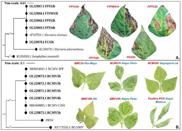 Epidemiology of Bean common mosaic virus and Alternaria alternata in 12 ...