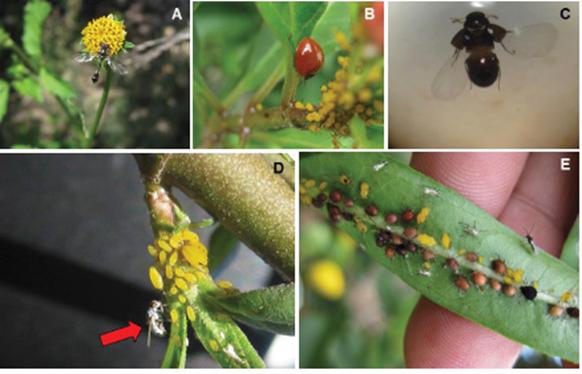 
								Aphis nerii on Asclepias curassavica and some associated natural enemies. A) Pseudodorus clavatus, B) Cycloneda sanguinea, C) Adult of Oligota sp., D) Adult of Chamaemyiidae, E) Mummies and adults of Lyciphlebus testaceipes.
							