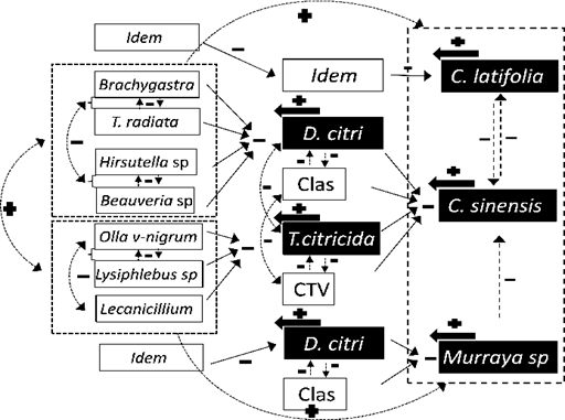 
								Phytosanitary trophic system in two citrus species (Persian lime and sweet orange) and the lemon grass M. paniculata, which are differentially infested with two pest-vector species (D. citri and T. citricida) and two pathogens (Citrus tristeza virus and Candidatus Liberibacter asiaticus). Taken from Mora et al. (2017).
							