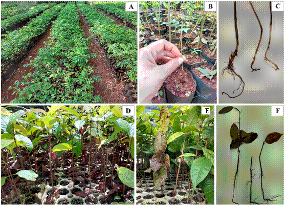 
							Plants with symptoms of necrosis and rot in the stem and root. A, B, and C) 
 Cedrela odorata plants. D, E, and F) 
 Swietenia macrophylla plants.
						