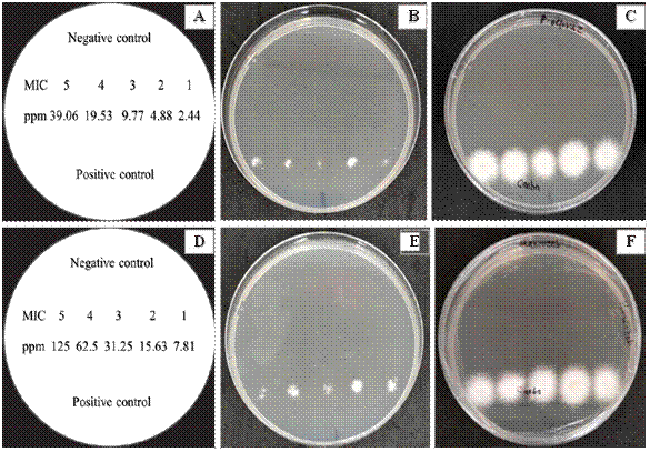 
							Fungicidal effect of Prochloraz and Mancozeb on the spore solution of Fusarium solani obtained from the microdilution plate after two days of evaluation. A) Distribution in Petri dishes with PDA medium of five MIC obtained from Prochloraz, B and C) No mycelial growth of F. solani in the MIC of Prochloraz evaluated after 24 and 48 h, D) Distribution in Petri dishes with PDA medium of five MIC obtained from Mancozeb, E and F) No mycelial growth of F. solani in the MIC of Mancozeb evaluated after 24 and 48 h.
						