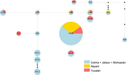 
							A minimum spanning network of 16 haplotypes found in the studied
								populations of Fusarium oxysporum. Small black dots
								along branches represent missing haplotypes. H withing circles is
								the ID haplotype, color denote population type, and circle size
								represents the haplotype frequency.
						