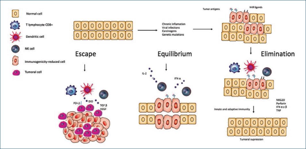 Cancer immunotherapy: Role of the immune system in malignant transformation