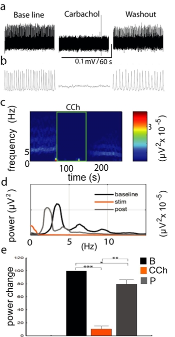 Characterizing the hippocampal theta’s response to carbachol; using a ...