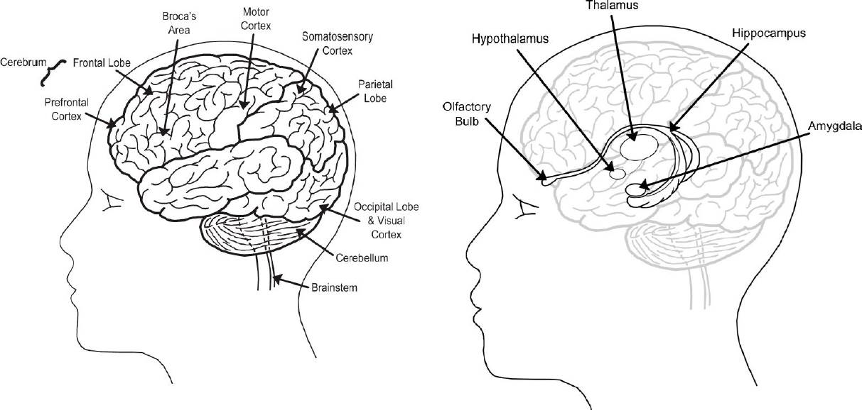 Web-based Interactive 3D Modeling and Visualization of the Human Brain ...