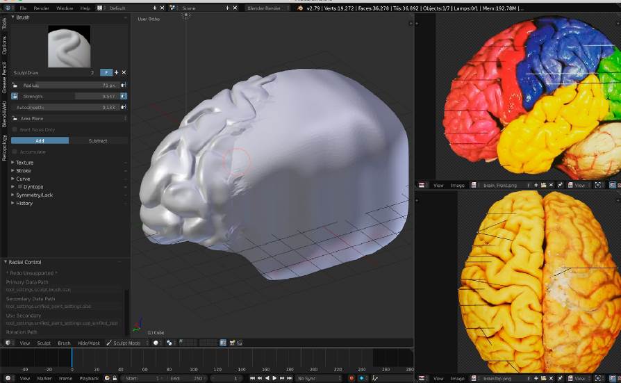 Web-based Interactive 3D Modeling and Visualization of the Human Brain ...