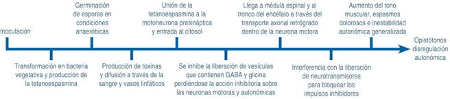 
						Evolución natural del tétanos.1,3,4
						
					