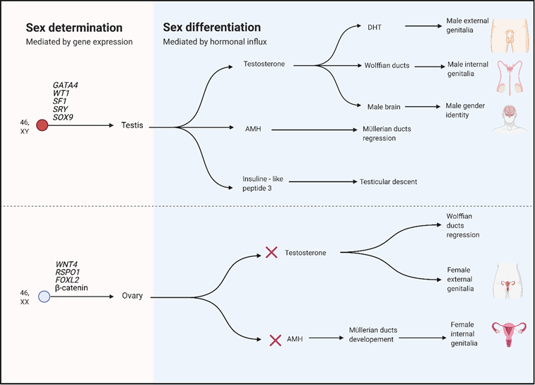 Disorders of sexual development in 46,XX individuals: an update