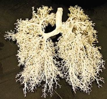 
							Geometría fractal del árbol bronquial en mamíferos
						