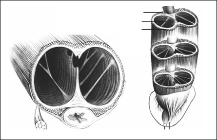 
							Pilares intracavernosos en el citoesqueleto del pene
						