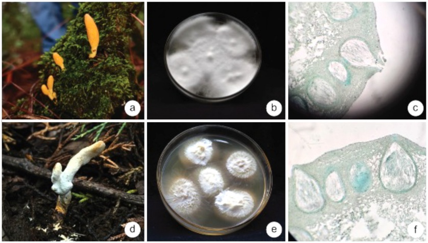 Molecular identification and culture of Cordyceps brongniartii, a ...