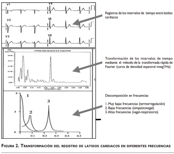 Frecuencia cardiaca: qué es, cómo medirla, tipos y su variabilidad.