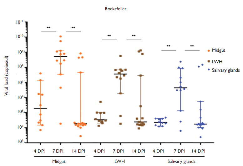 Experimental infection and vector competence of Zika virus in Aedes ...