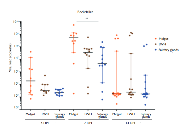 Experimental infection and vector competence of Zika virus in Aedes ...