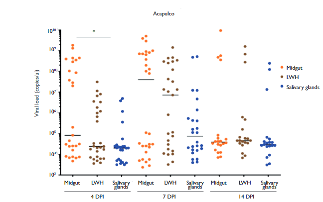 Experimental infection and vector competence of Zika virus in Aedes ...
