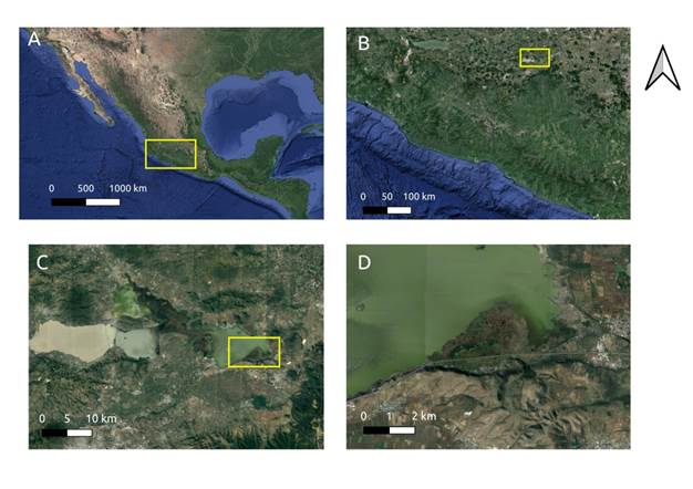 
							A) State of Michoacán, Mexico B) Location of the Cuitzeo lake in the western highland C) The lake is divided into three water masses by federal highway 43, the Morelia-Salamanca toll road and a 2 500 ha embankment used for agricultural purposes; D) the floating wetland in the best condition of conservation on the Cuitzeo lake.
						