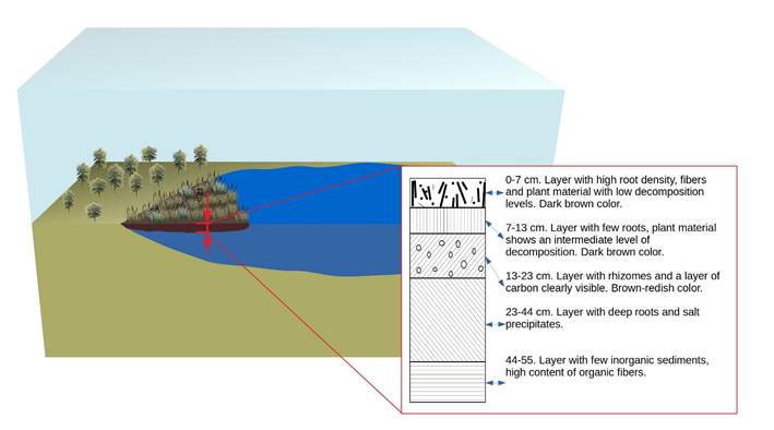 
							Morphological description of the profile of the floating wetland substrate showing a composition of organic material at different stages of decay.
						