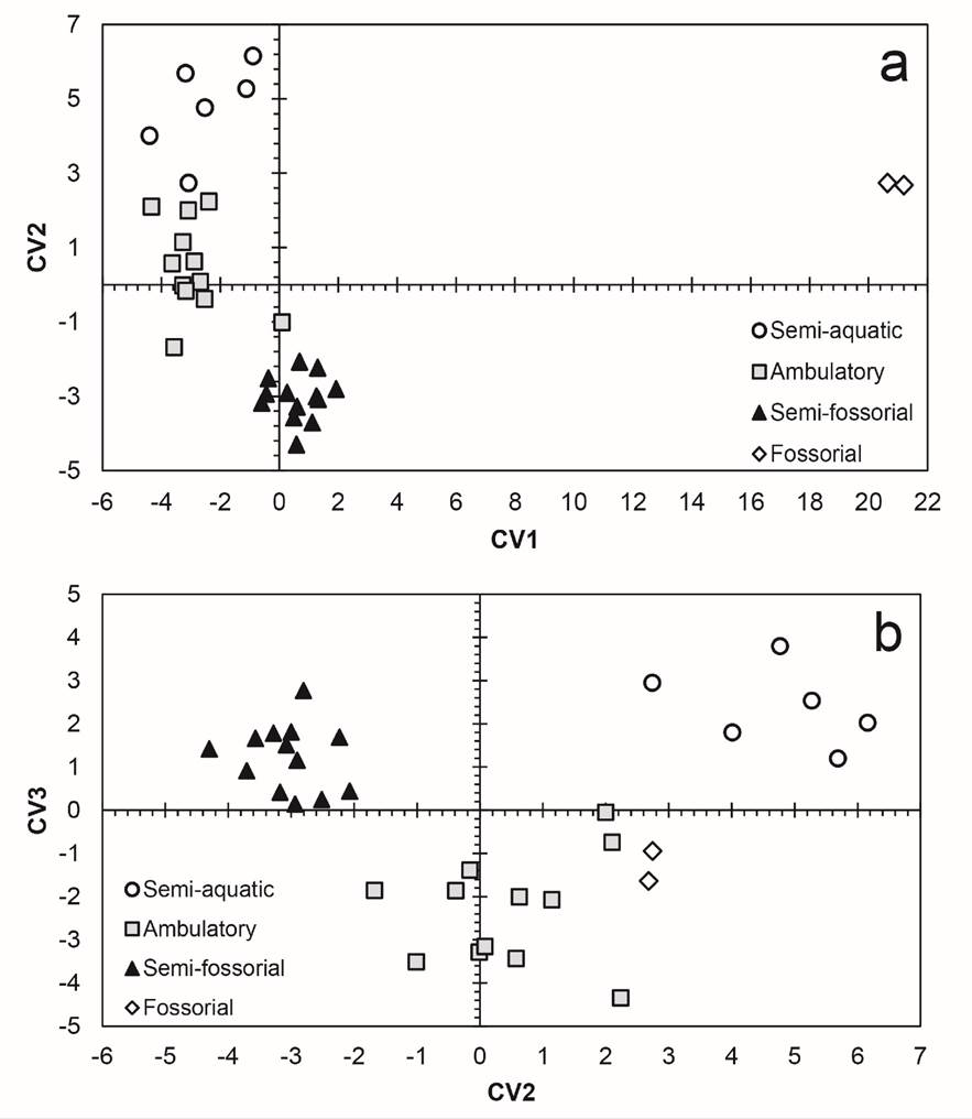 Skeletal indicators of locomotor adaptations in shrews