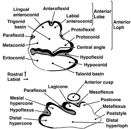 Taxonomy Of Rabbit A propaedeutic to the taxonomy of the Eastern cottontail rabbit ...
