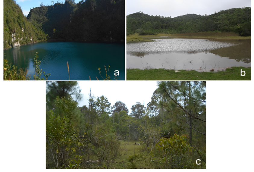 
						Sampling points recognizable by physiognomy in the study area in
							Chiapas, México: a) water sinkholes, b) flooded surfaces, and c)
							forested locations.
					