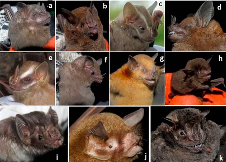 Chiropteran diversity and diet of fruit bats in a tropical dry forest ...