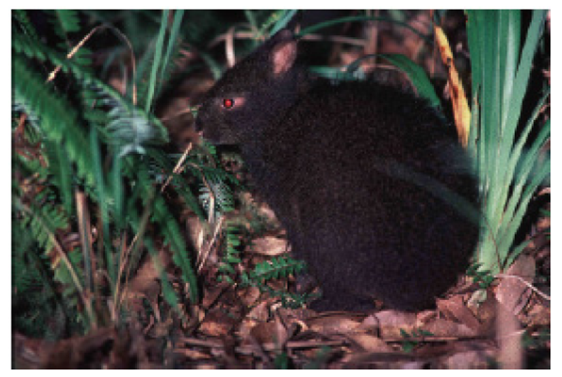 Conservation and management of terrestrial mammals in Japan: its ...