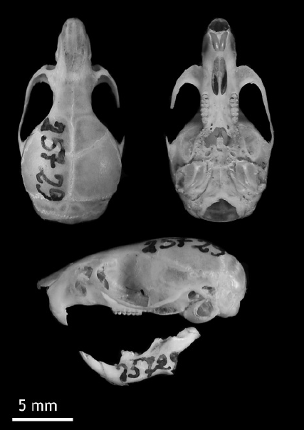 Calomys The first record of Calomys hummelincki (Rodentia: Sigmodontinae) from ...