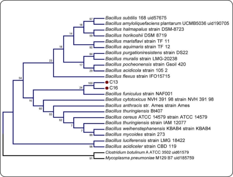 
							Phylogenetic tree derived from 16s rDNA sequence data of strain C13 and C16 and other related species (blue line) and external group (black line).
						