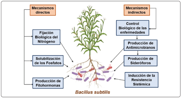 Bacillus subtilis y Trichoderma: Características generales y su ...