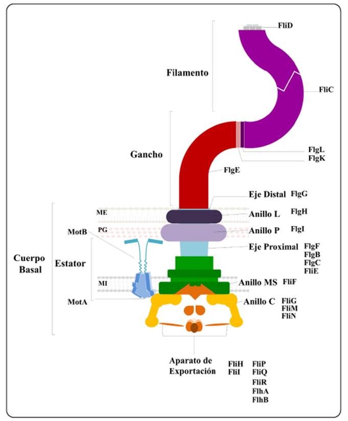 Estructura De Las Bacterias