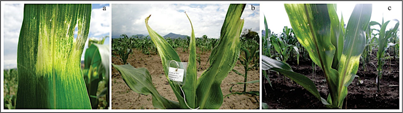 Interaction microenvironment - Pantoea agglomerans limits maize yield