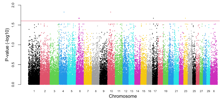 
							Manhattan plot showing the significance -log10(P-value) for SNP
								effects for respiration rate under heat stress in Brown Swiss cattle
								in Mexico.
						