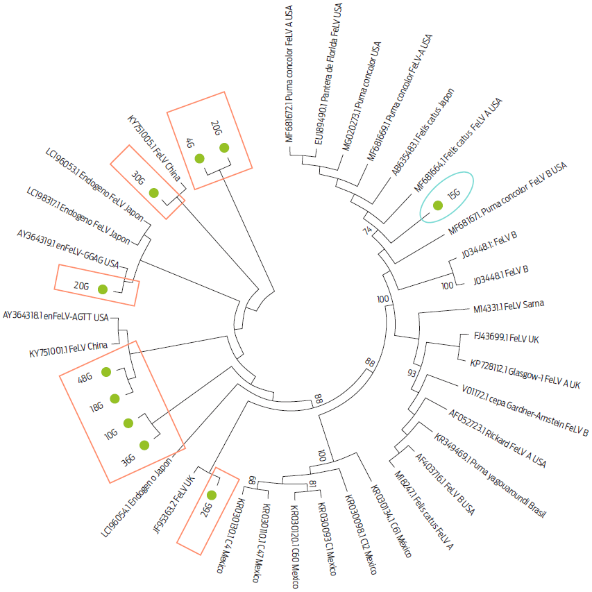 Image showcasing Detecting regressive feline leukemia infections and feline ...